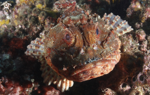A Scorpaena jacksoniensis | Red scorpionfish