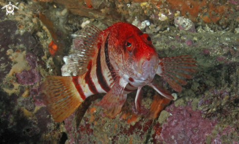 A Banded Seaperch