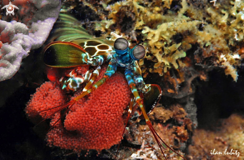 A Odontodactylus scyllarus | Mantis shrimp