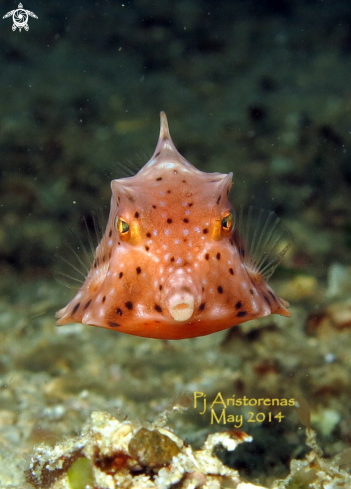 A Cow Fish
