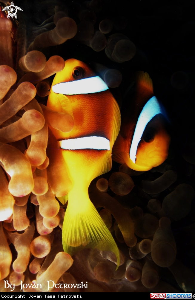 A  Nemo / Riba Klovn / Clown fish.)