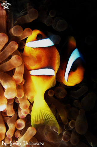 A  Nemo / Riba Klovn / Clown fish.)