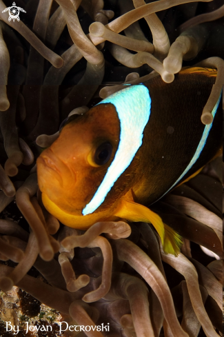 A  Nemo / Riba Klovn / Clown fish.