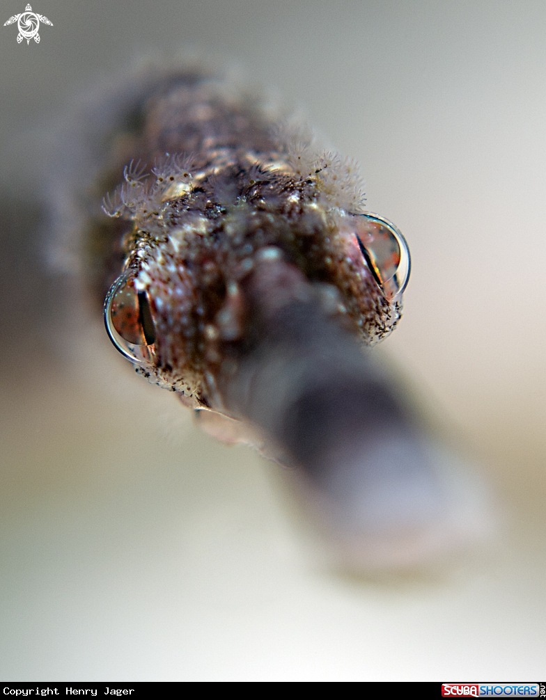 A Bend stick pipefish