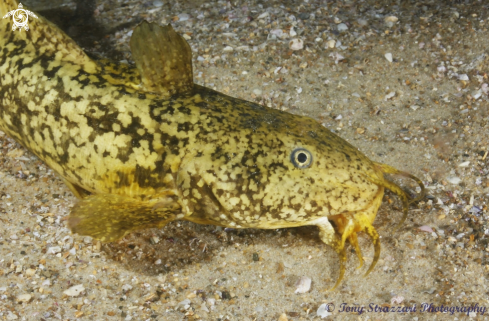 A Cnidoglanis macrocephalus | Estuarine catfish