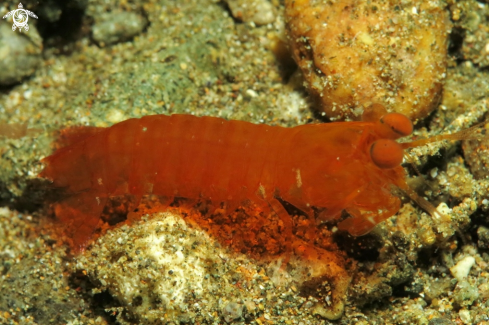 A Gonodactylaceus glabrous | Mantis shrimp