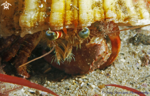 A Pagurus sinuatus | Southern Pagurid Crab
