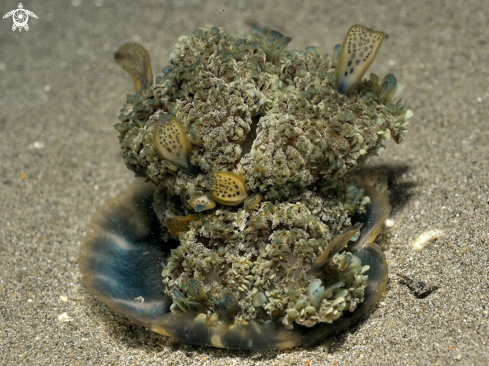 A Cassiopea andromeda | jellyfish
