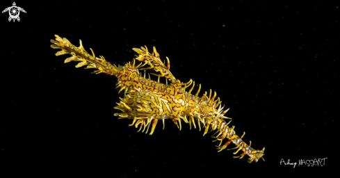 A Solenostomus cyanopterus | Ghostpipefish