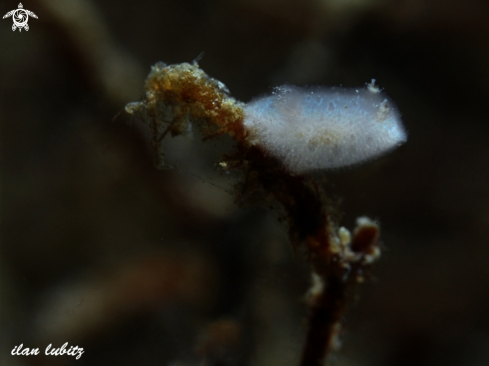 A Jorunna ramicola | Nudibranch