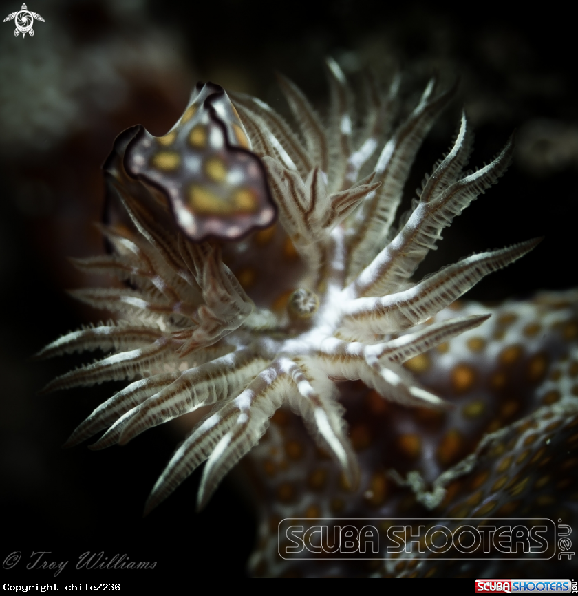A nudibranch gills