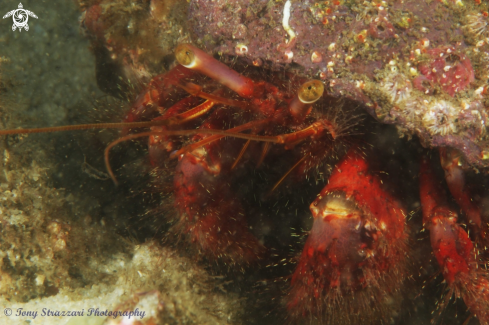 A Dardanus lagopodes | Red hairy hermit crab