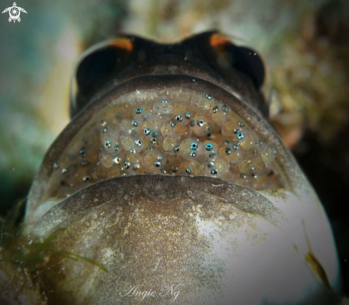 A Gold spec jawfish | Jawfish