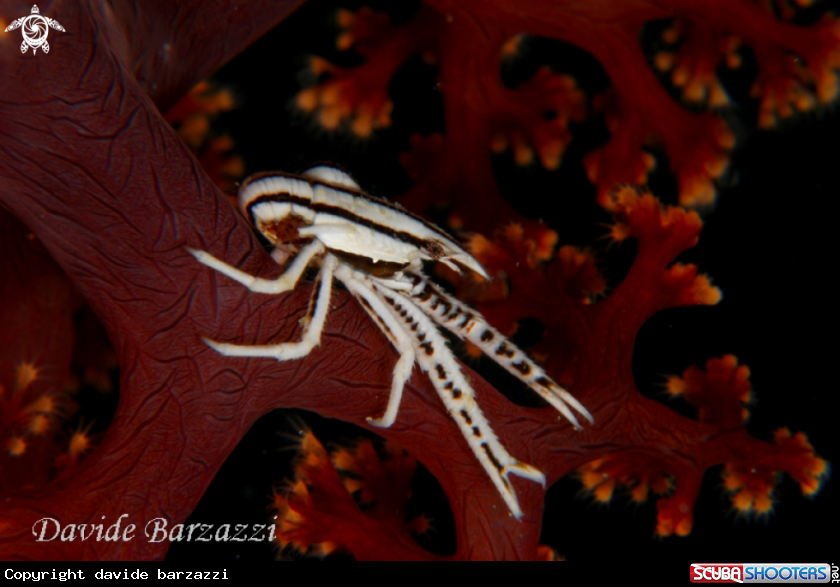 A Crinoid's crab