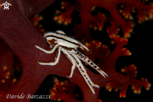 A Crinoid's crab