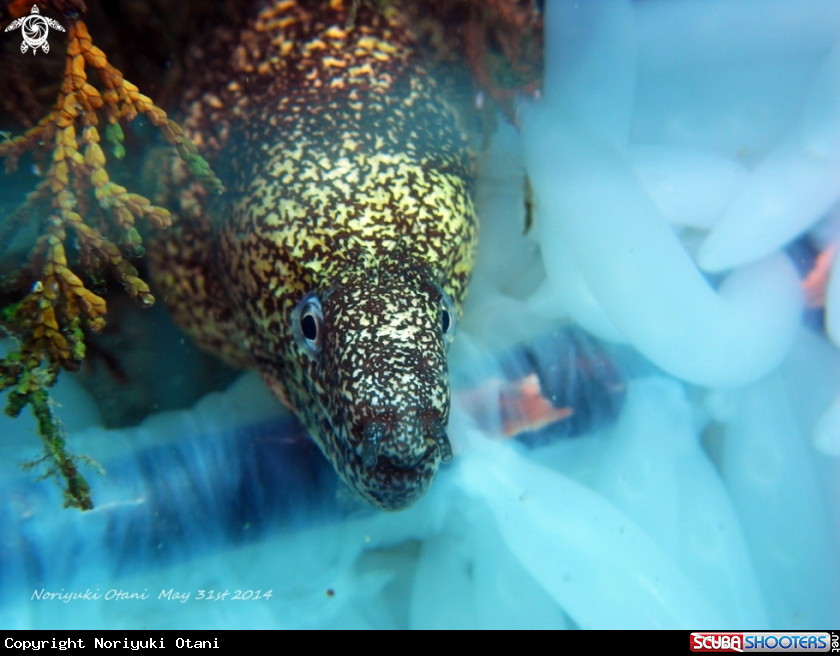 A Morayeel and Squid eggs