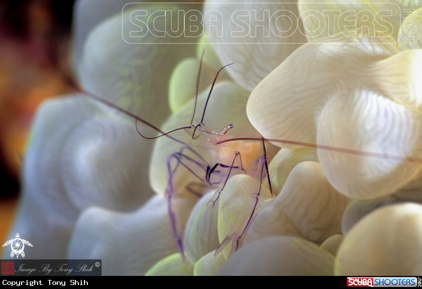 A Bubble Coral Shrimp