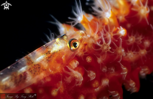 A Bryaninops yongei | Wire Coral Goby