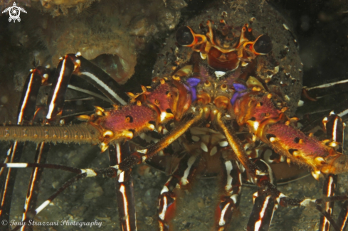 A Panulirus penicillatus | Two Spined Lobster