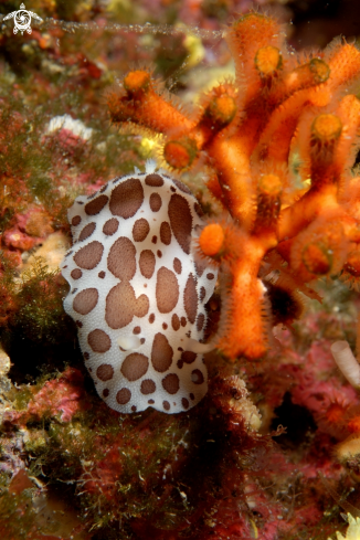 A Peltodoris atromaculata vicino a falso corallo (Myriapora truncata) | Vacchetta di mare