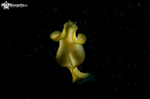 A yellow flatworm