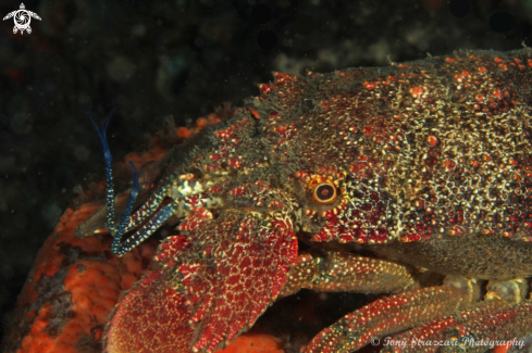 A Scllarides squammosus | Slipper lobster
