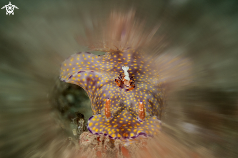A nudibranch and emperor shrimp
