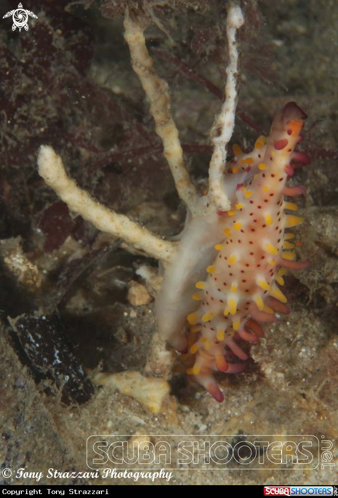 A Rosy Spindle cowry
