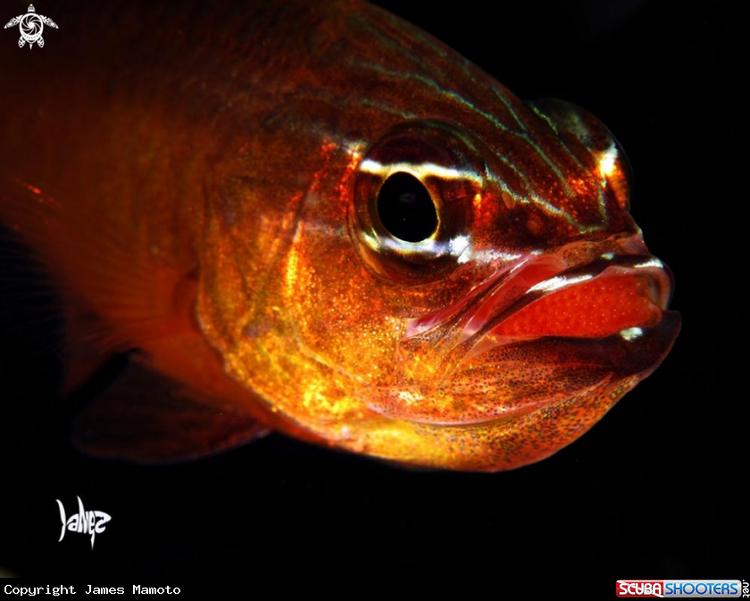 A Cardinal Fish