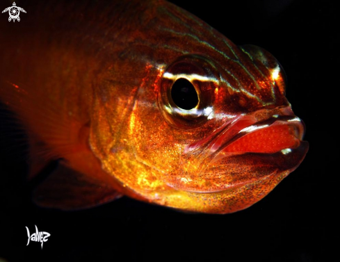 A Cardinal Fish