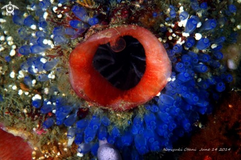 A Ascidia sp. surrounded by Rhopalaea sp. | Tunicate