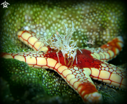 A Phyllognatia ceratophthalmus | Tiger Shrimp