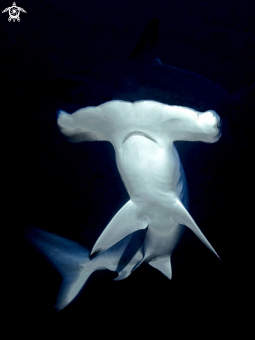 A Sphyrna mokarran | hammerhead shark