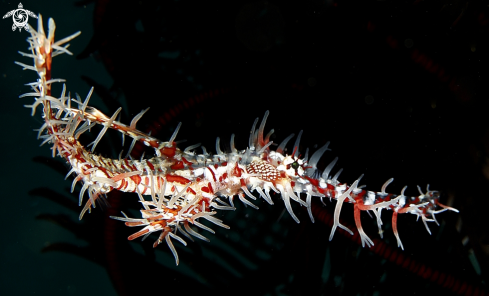 A Solenostomus paradoxus | Ornate ghost pipefish