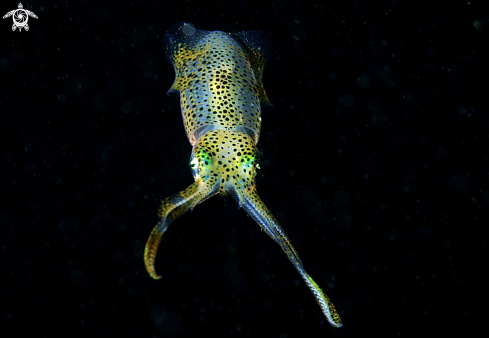A Order Sepiolida | squid