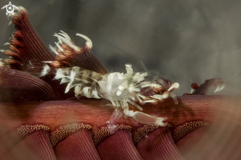 A Pontonides unciger | whip coral shrimp