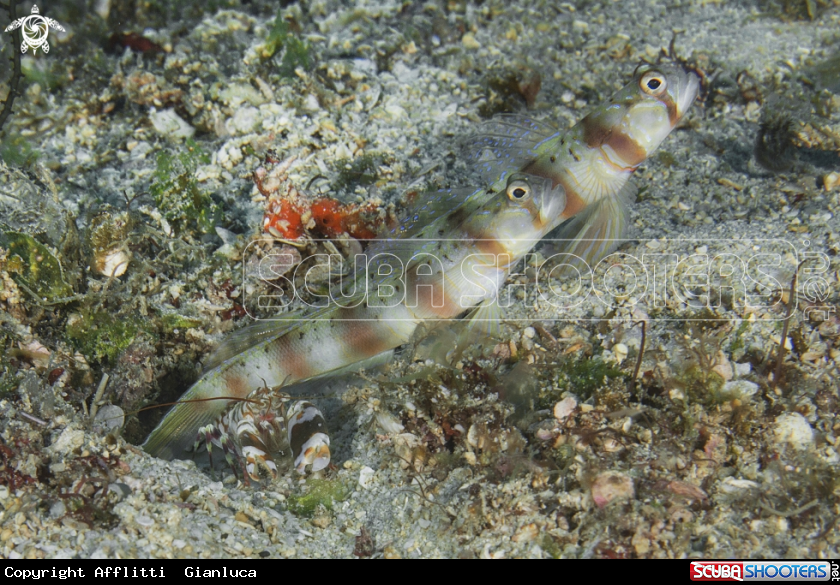 A goby and shrimp