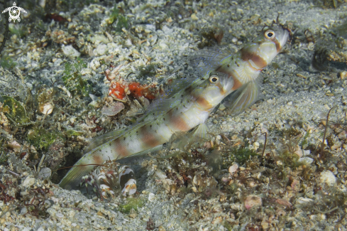 A goby and shrimp