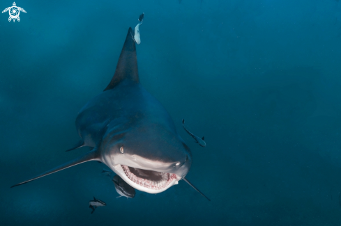 A charcharhinus limbatus | blacktip shark