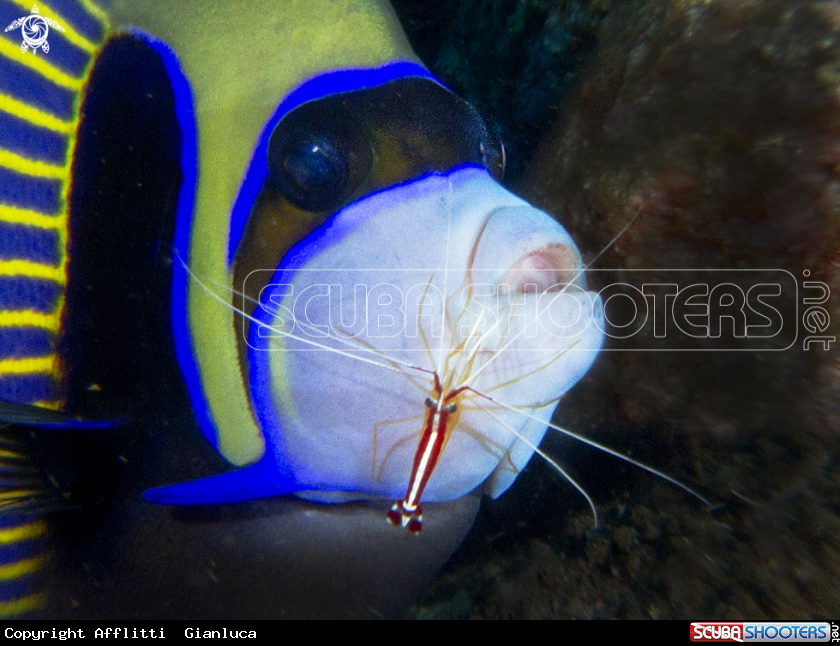 A emperor angelfish and cleaner shrimp