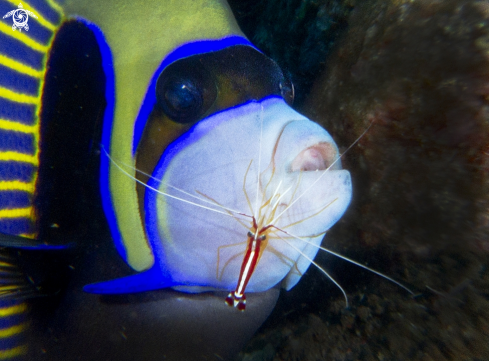 A pomacanthus   and   lysmata grabhami | emperor angelfish and cleaner shrimp