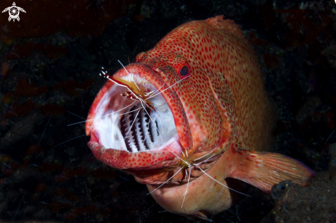 A Cephalopholis Taeniops .  | grouper and cleaner shrimp