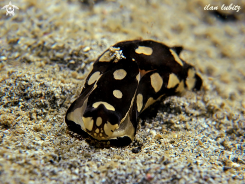 A Philinopsis pilsbryi | sea slug