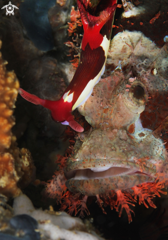 A nembrotha chamberlaini and scorpionfish | nembrrotha on scorpionfish