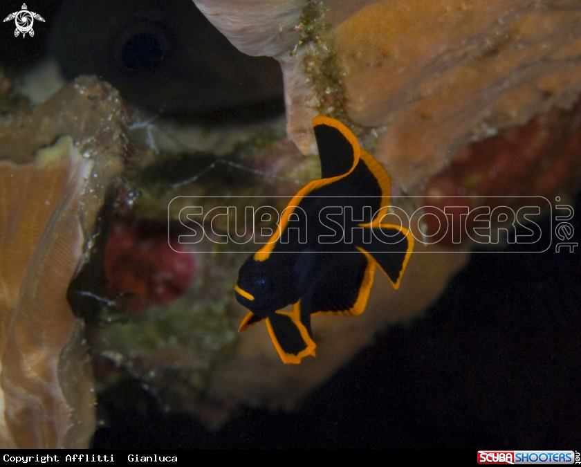 A juvenile Pinnate batfish