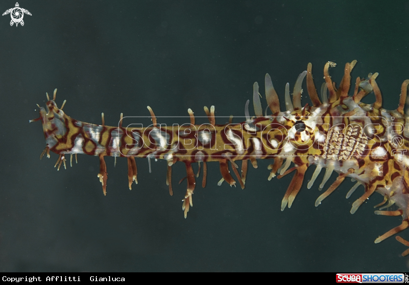 A ornate ghost pipefish