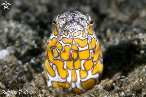 A Ophichthus bonaparti | Snake eel