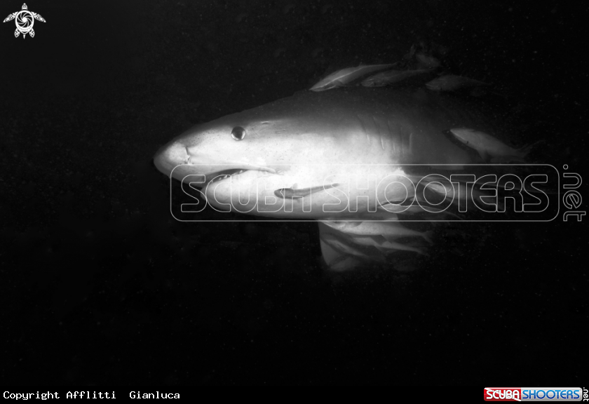 A tiger shark