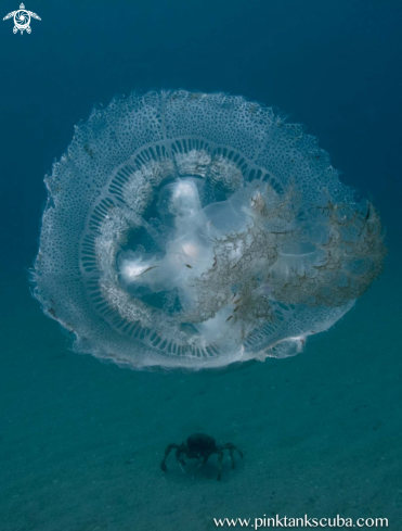 A Sea Jelly