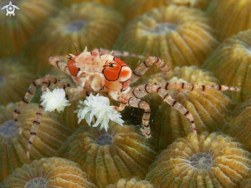 A Pregnant Boxer Crab | boxer crab